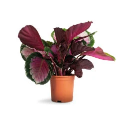 Calathea Picturata Crimson 18 Calathea Picturata Crimson -Plant potted plants Calathea picturata Crimson 14x50cm 1