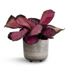 Calathea Picturata Crimson 14 Calathea Picturata Crimson -Plant potted plants Calathea picturata Crimson 14x50cm Denise Plant Pot Fossil 19x19cm