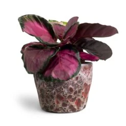 Lava Couple Straight Relic Planter - Pink -Plant potted plants Calathea picturata Crimson 14x50cm Lava Couple Straight Relic Planter Pink 19x13cm 16f68b67 9332 4d35 8c36 4b777842b846