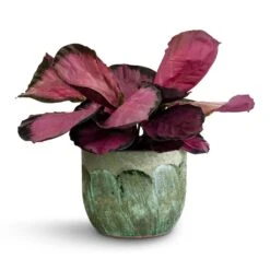 Moon Plant Pot - Jungle -Plant potted plants Calathea picturata Crimson 14x50cm Moon Plant Pot Jungle 19x16cm 35b290dd 5081 4741 85aa 5eed4c05b175