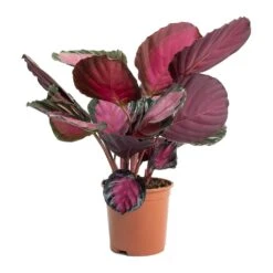 Calathea Picturata Crimson 16 Calathea Picturata Crimson -Plant potted plants Calathea picturata Crimson