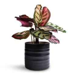 Calathea Roseopicta Cora -Plant potted plants Calathea roseopicta Cora 12 x 35cm Hadleigh Plant Pot Charcoal 14 x 13cm