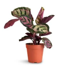Calathea Roseopicta Cora -Plant potted plants Calathea roseopicta Cora 12x35cm