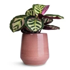 Remi Plant Pot - Pink -Plant potted plants Calathea roseopicta Cora 12x35cm Remi Plant Pot Pink 18x19cm 64c89f16 4100 4577 a7ca da35964faac2