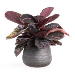 Calathea Roseopicta Dottie - Rose Painted Calathea 19 Calathea Roseopicta Dottie - Rose Painted Calathea -Plant potted plants Calathea roseopicta Dottie Rose Painted Calathea 14x45cm Angle Darcy Plant Pot Anthracite 24x16cm e8f7101b 4cf9 4d8c b37d d85b29104dbc