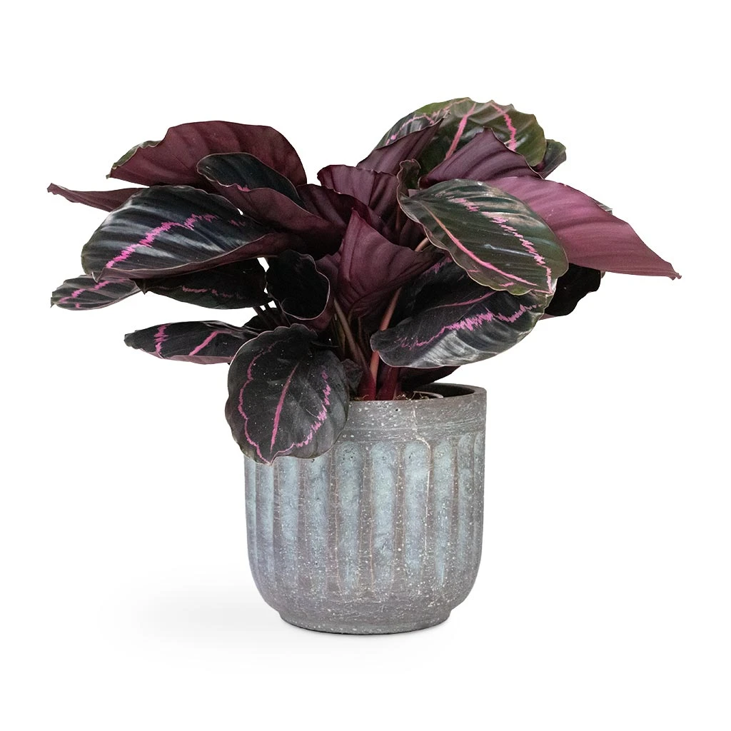 Calathea Roseopicta Dottie - Rose Painted Calathea 5 Calathea Roseopicta Dottie - Rose Painted Calathea - Image 3