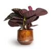 Calathea Roseopicta Dottie - Rose Painted Calathea 2 Calathea Roseopicta Dottie - Rose Painted Calathea -Plant potted plants Calathea roseopicta Dottie Rose Painted Calathea 14x45cm Noud Plant Pot Copper 20x17cm 5febcb8a 26e5 475e b454 788ea0054c5c
