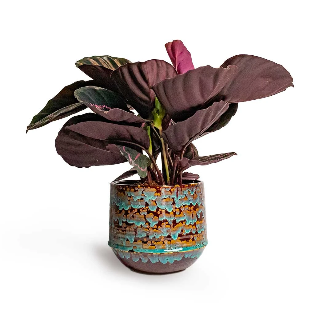Calathea Roseopicta Dottie - Rose Painted Calathea 9 Calathea Roseopicta Dottie - Rose Painted Calathea - Image 7