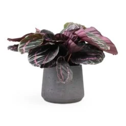 Calathea Roseopicta Dottie - Rose Painted Calathea 20 Calathea Roseopicta Dottie - Rose Painted Calathea -Plant potted plants Calathea roseopicta Dottie Rose Painted Calathea 14x45cm Patt Plant Pot Black Washed 20x17cm