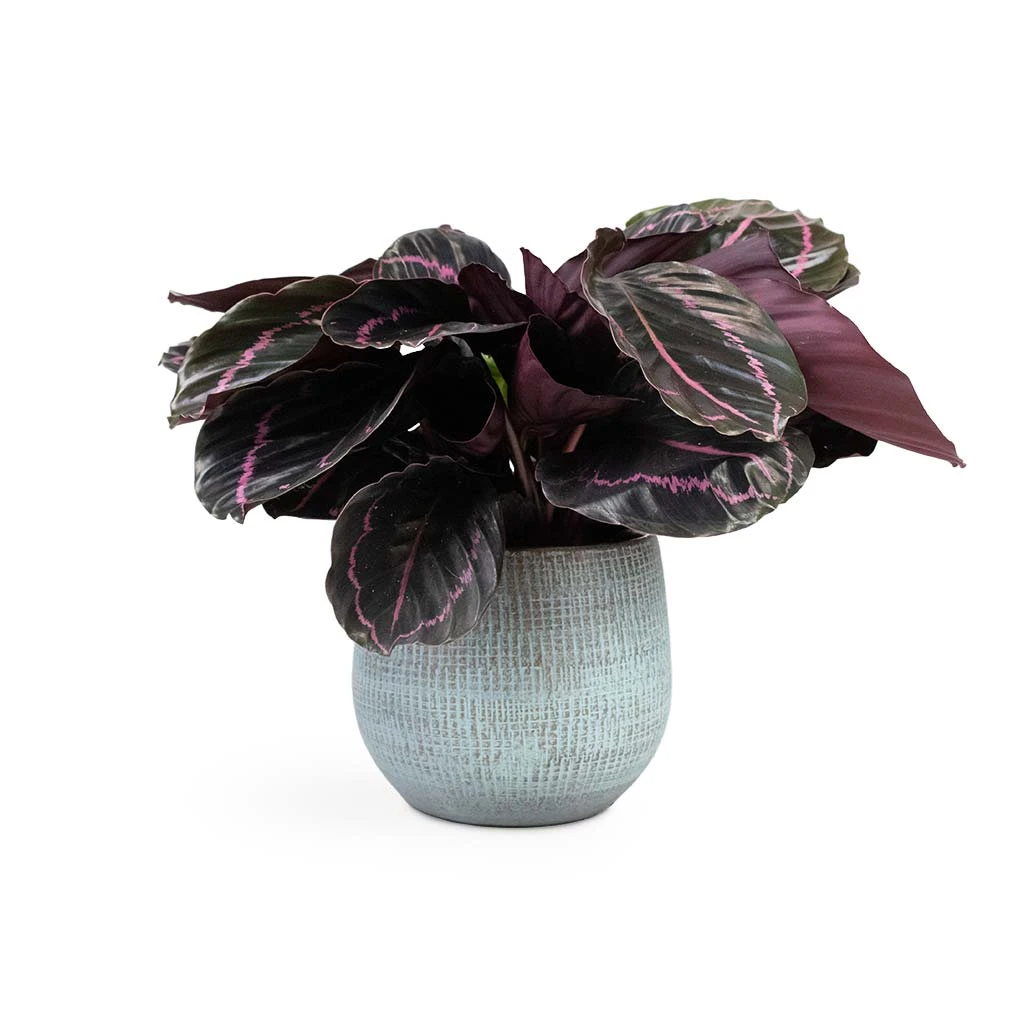 Calathea Roseopicta Dottie - Rose Painted Calathea 6 Calathea Roseopicta Dottie - Rose Painted Calathea - Image 4