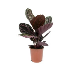 Calathea Roseopicta Dottie - Rose Painted Calathea 17 Calathea Roseopicta Dottie - Rose Painted Calathea -Plant potted plants Calathea roseopicta Dottie Rose Painted Calathea