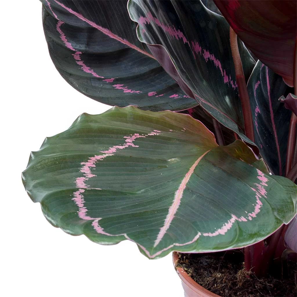 Calathea Roseopicta Dottie - Rose Painted Calathea 7 Calathea Roseopicta Dottie - Rose Painted Calathea - Image 5