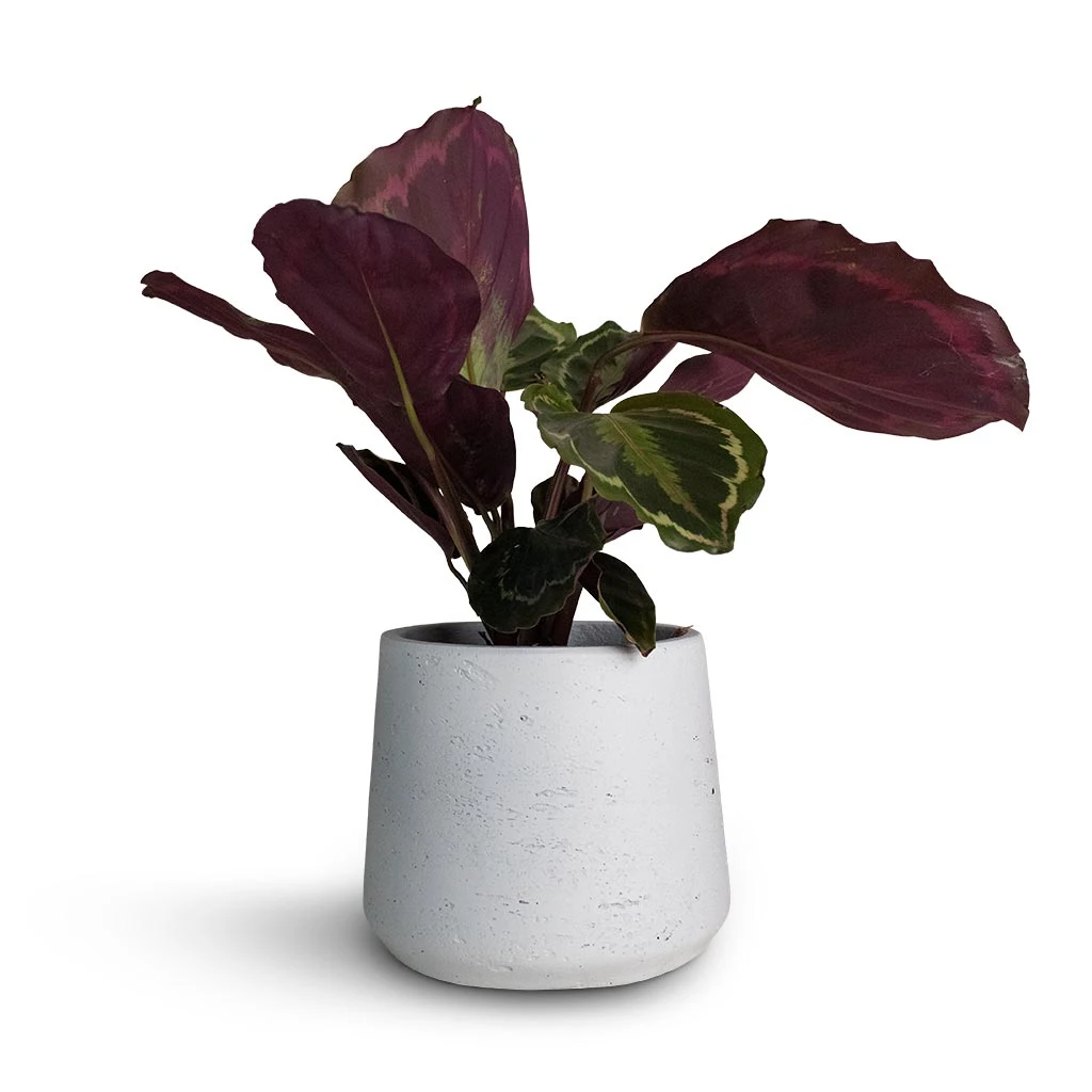 Patt Plant Pot - White Washed 13 Patt Plant Pot - White Washed - Image 11