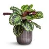 Calathea Roseopicta Medallion -Plant potted plants Calathea roseopicta Medallion 19x70cm Duncan Plant Pot Blue Gold 23x22cm