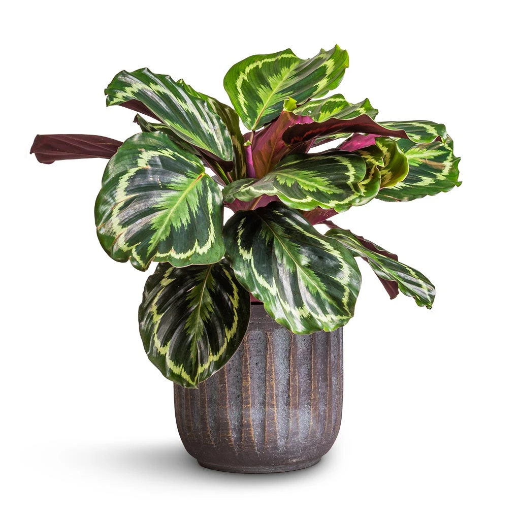 Calathea Roseopicta Medallion 3 Calathea Roseopicta Medallion