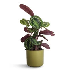 Calathea Roseopicta Medallion 19 Calathea Roseopicta Medallion -Plant potted plants Calathea roseopicta Medallion 19x70cm Prague Plant Pot Olive 20x18cm 87d807aa 1163 4009 a06c 122257e2ca9e