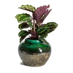 Lindy Jar Plant Pot - Black Green -Plant potted plants Calathea roseopicta Medallion Lindy Jar Plant Pot Black Green