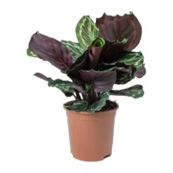 Calathea Roseopicta Medallion 23 Calathea Roseopicta Medallion -Plant potted plants Calathea roseopicta Medallion Small