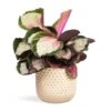 Calathea Roseopicta Rosy - Rose Painted Calathea -Plant potted plants Calathea roseopicta Rosy Rose Painted Calathea 12x35cm Bolino Plant Pot Mint 18x15cm
