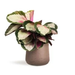 Calathea Roseopicta Rosy - Rose Painted Calathea 16 Calathea Roseopicta Rosy - Rose Painted Calathea -Plant potted plants Calathea roseopicta Rosy Rose Painted Calathea 12x35cm Patt Plant Pot Ash Brown 17x14cm