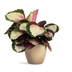 Calathea Roseopicta Rosy - Rose Painted Calathea 14 Calathea Roseopicta Rosy - Rose Painted Calathea -Plant potted plants Calathea roseopicta Rosy Rose Painted Calathea 12x35cm Sven Plant Pot Mint 15x12cm