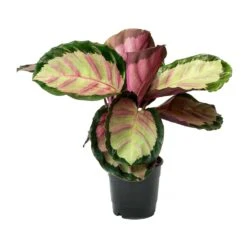 Calathea Roseopicta Rosy - Rose Painted Calathea 13 Calathea Roseopicta Rosy - Rose Painted Calathea -Plant potted plants Calathea roseopicta Rosy Rose Painted Calathea