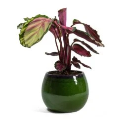 Calathea Roseopicta Rosy - Rose Painted Calathea 17 Calathea Roseopicta Rosy - Rose Painted Calathea -Plant potted plants Calathea roseopicta Rosy Rose Painted Calathea Charlotte Plant Pot Green