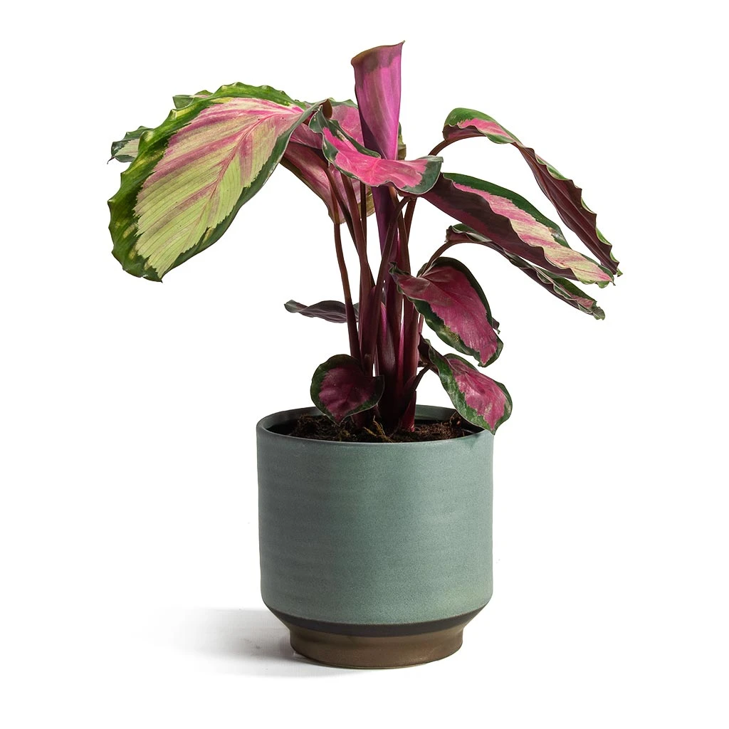 Calathea Roseopicta Rosy - Rose Painted Calathea 10 Calathea Roseopicta Rosy - Rose Painted Calathea - Image 8