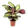 Calathea Roseopicta Silvia - Rose Painted Calathea -Plant potted plants Calathea roseopicta Silvia Rose Painted Calathea