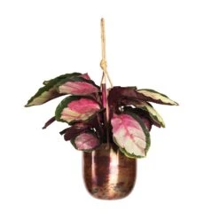 Calathea Roseopicta Silvia - Rose Painted Calathea -Plant potted plants Calathea roseopicta Silvia Rose Painted Calathea 12x35cm Kian Hanging Metal Planters Set3 Sky Burn 95bd757d 61e5 4408 96a6 8a3073dabd23