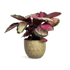 Calathea Roseopicta Silvia - Rose Painted Calathea -Plant potted plants Calathea roseopicta Silvia Rose Painted Calathea 12x35cm Rinca Plant Pot Shiny Green 15x13cm 168fb22d e512 4eb6 85bd e96d443a4385