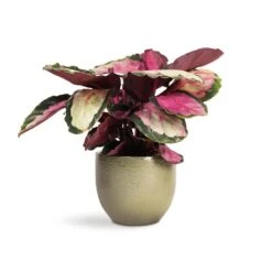 Calathea Roseopicta Silvia - Rose Painted Calathea -Plant potted plants Calathea roseopicta Silvia Rose Painted Calathea 12x35cm Zembla Plant Pot Green 15x13cm