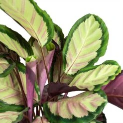 Calathea Roseopicta Silvia - Rose Painted Calathea -Plant potted plants Calathea roseopicta Silvia Rose Painted Calathea Leaves