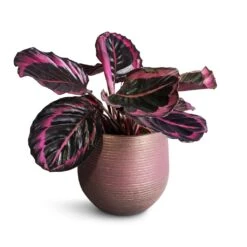 Lydia Plant Pot - Shiny Purple -Plant potted plants Calathea roseopicta Surprise Star Rose Painted Calathea 14x30cm Lydia Plant Pot Shiny Purple 18x16cm 4b025fa9 a14d 47e0 ae0c 217b25fe851b