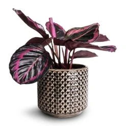 Calathea Roseopicta Surprise Star - Rose Painted Calathea -Plant potted plants Calathea roseopicta Surprise Star Rose Painted Calathea 14x30cm Thies Plant Pot Anthracite 17x15cm
