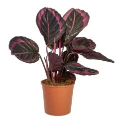 Calathea Roseopicta Surprise Star - Rose Painted Calathea -Plant potted plants Calathea roseopicta Surprise Star Rose Painted Calathea