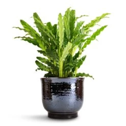 Jayla Plant Pot - Espresso -Plant potted plants Calathea rufibarba Bluegrass Velvet Calathea 12x40cm Jayla Plant Pot Espresso 17x14cm 1