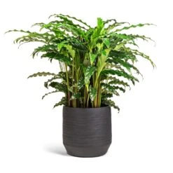 Calathea Rufibarba Bluegrass - Velvet Calathea -Plant potted plants Calathea rufibarba Bluegrass Velvet Calathea 17x60cm Norell Plant Pot Black 21x20cm