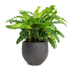 Mini Orb Kevan Plant Pot - Black Washed 21 Mini Orb Kevan Plant Pot - Black Washed -Plant potted plants Calathea rufibarba Green Velvet Calathea Mini Orb Kevan Plant Pot Black Washed 10765077 ef0b 4d1a a7e8 fa4cdaf60a7d