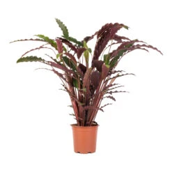 Calathea Rufibarba - Velvet Calathea -Plant potted plants Calathea rufibarba Velvet Calathea 19x70cm