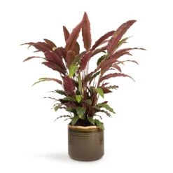 Calathea Rufibarba - Velvet Calathea -Plant potted plants Calathea rufibarba Velvet Calathea 19x70cm Jordy Plant Pot Forest Green 23x21cm