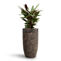 Luxe Lite Layer Partner Planter - Bronze 19 Luxe Lite Layer Partner Planter - Bronze -Plant potted plants Calathea rufibarba Velvet Calathea HydroCare Luxe Lite Layer Partner Planter Bronze b0df9dca 2ace 48d1 bca5 388205592022
