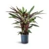 Calathea Rufibarba - Velvet Calathea - HydroCare 1 Calathea Rufibarba - Velvet Calathea - HydroCare -Plant potted plants Calathea rufibarba Velvet Calathea Hydroculture 18 19x80cm