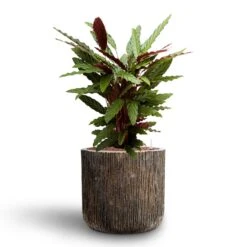 Calathea Rufibarba - Velvet Calathea - HydroCare -Plant potted plants Calathea rufibarba Velvet Calathea Hydroculture Luxe Lite Waterfall Cylinder Planter Bronze