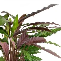 Calathea Rufibarba - Velvet Calathea -Plant potted plants Calathea rufibarba Velvet Calathea Leaves
