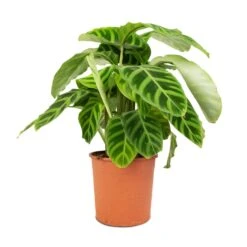 Calathea Zebrina - Zebra Plant 20 Calathea Zebrina - Zebra Plant -Plant potted plants Calathea zebrina Zebra Plant 14x45cm