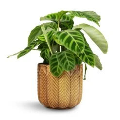 Calathea Zebrina - Zebra Plant 30 Calathea Zebrina - Zebra Plant -Plant potted plants Calathea zebrina Zebra Plant 14x45cm Cecil Plant Pot Ochre 18x17cm 2 f5ee1e5a 405c 4171 b782 e469d2a447d8