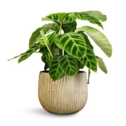 Calathea Zebrina - Zebra Plant 23 Calathea Zebrina - Zebra Plant -Plant potted plants Calathea zebrina Zebra Plant 14x45cm Feico Plant Pot Mint Grey 19x14cm 1