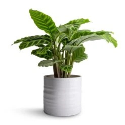 Calathea Zebrina - Zebra Plant 26 Calathea Zebrina - Zebra Plant -Plant potted plants Calathea zebrina Zebra Plant 14x45cm Hadleigh Plant Pot White 17x15cm