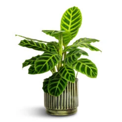 Calathea Zebrina - Zebra Plant